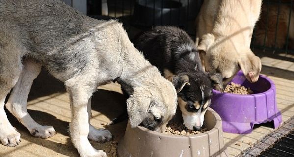 Mudanya’da can dostların maması belediyeden 