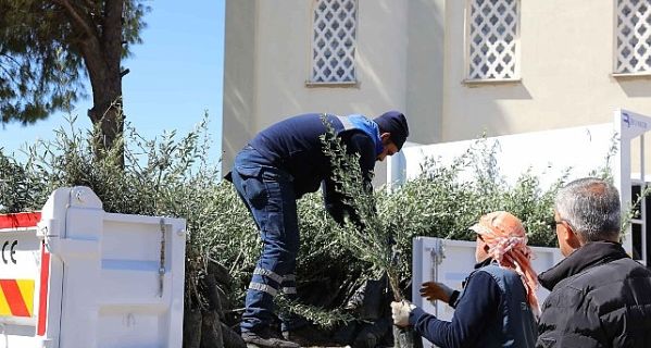 Urla’da zeytin seferberliği 20 mahalleye fidan desteği