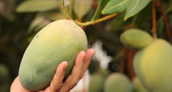 Başkan Böcek’ten avokado ve mango hasadı