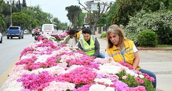 Başkan Çerçioğlu Efeler’i Bahar Çiçekleri ile Süsledi
