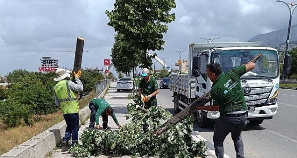 Fırtınanın Zarar Verdiği Ağaçlar Kaldırıldı