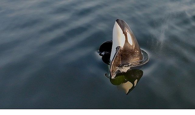 2 Bölümden Oluşan ‘Orkaların Gizemli Yaşamı’, 8 ve 15 Haziran Pazar Günleri 20.00’de National Geographic WILD Ekranlarında İzleyicilerle Buluşuyor!