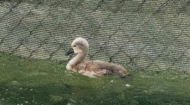 Başkent’in simgesi Kuğulu Park ‘parladı