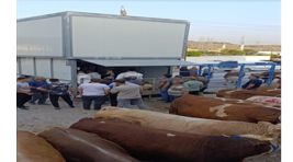 Büyükşehir’den bayramda güvenli ve hijyenik kesim hizmeti