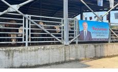 Büyükşehir’in modern mezbahasında kurbanlar kesiliyor