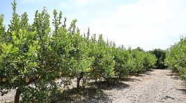 Organik atıklar toprak iyileştirici ürüne dönüştürüldü